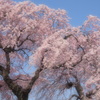 青空と桜