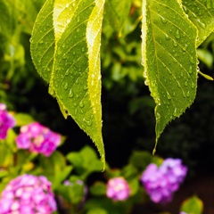 i控えめな紫陽花