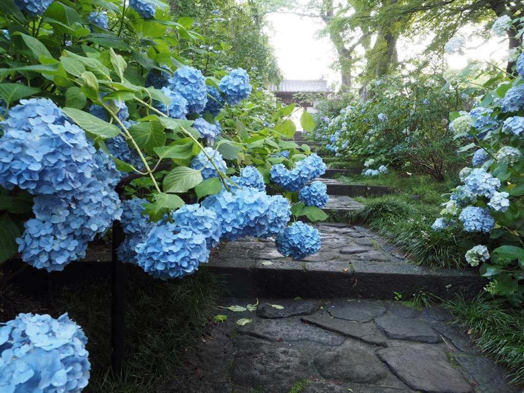 紫陽花寺