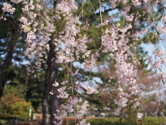 桜咲く