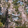 桜咲く