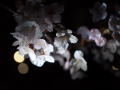 夜桜