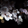 夜桜