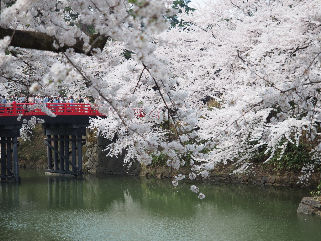 弘前城桜