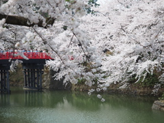 弘前城桜