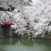 弘前城桜
