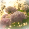 夕日をバックに・・・
