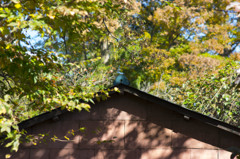 小屋と影
