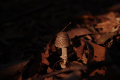 秋の山