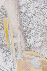 鏡と桜