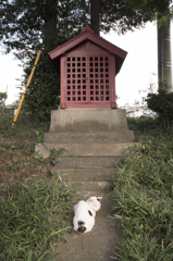 参猫