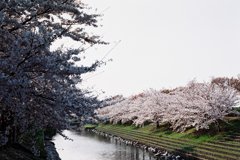 赤坂泉*