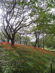 光とともに
