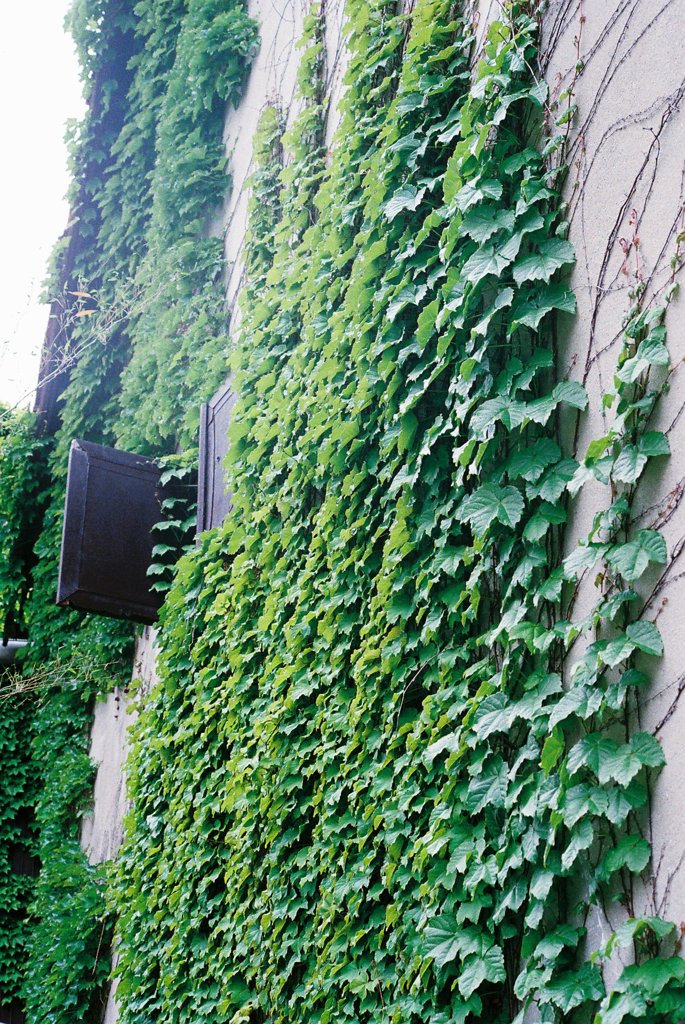 green*