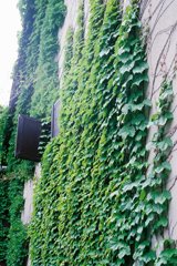 green*