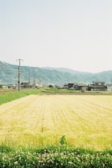 spring*