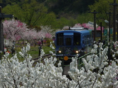 花桃と電車