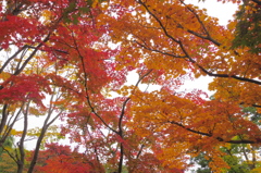 昭和記念公園の秋を散策9