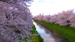 桜並木