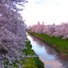桜並木