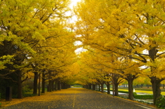 昭和記念公園の秋を散策1