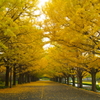 昭和記念公園の秋を散策1