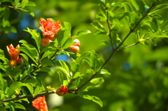 ザクロの花
