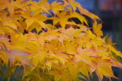 昭和記念公園の秋を散策4