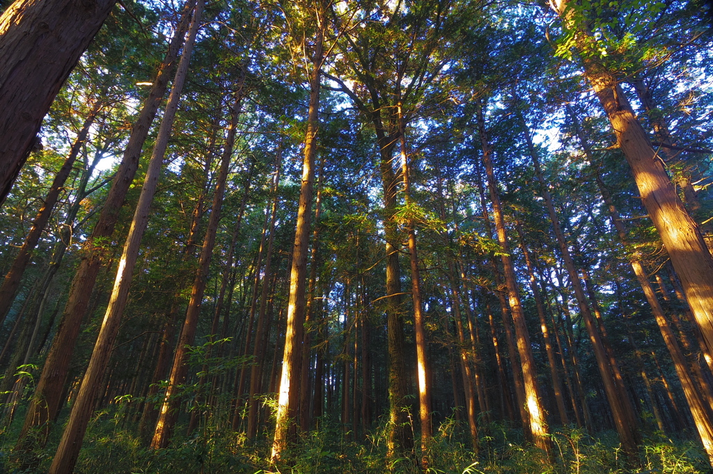 cryptomeria forest