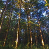 cryptomeria forest