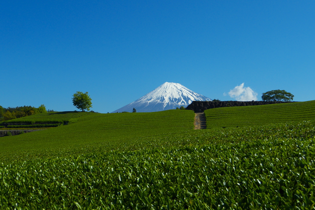今宮の茶畑と富士山1