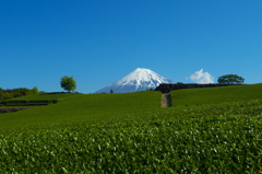 今宮の茶畑と富士山1