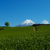 今宮の茶畑と富士山1
