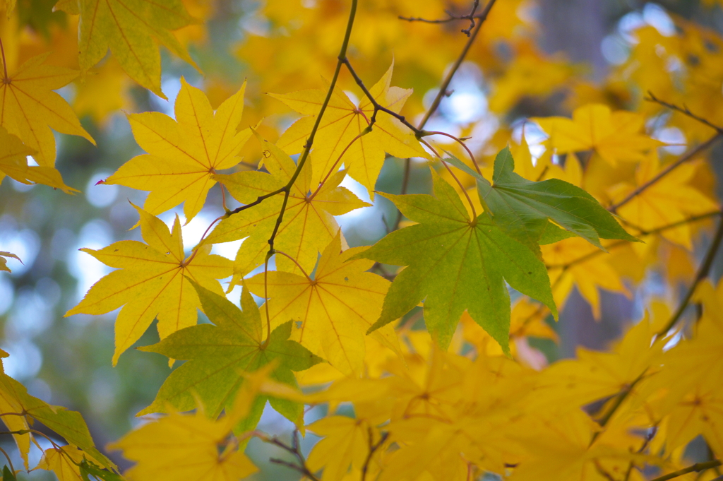 昭和記念公園の秋を散策10