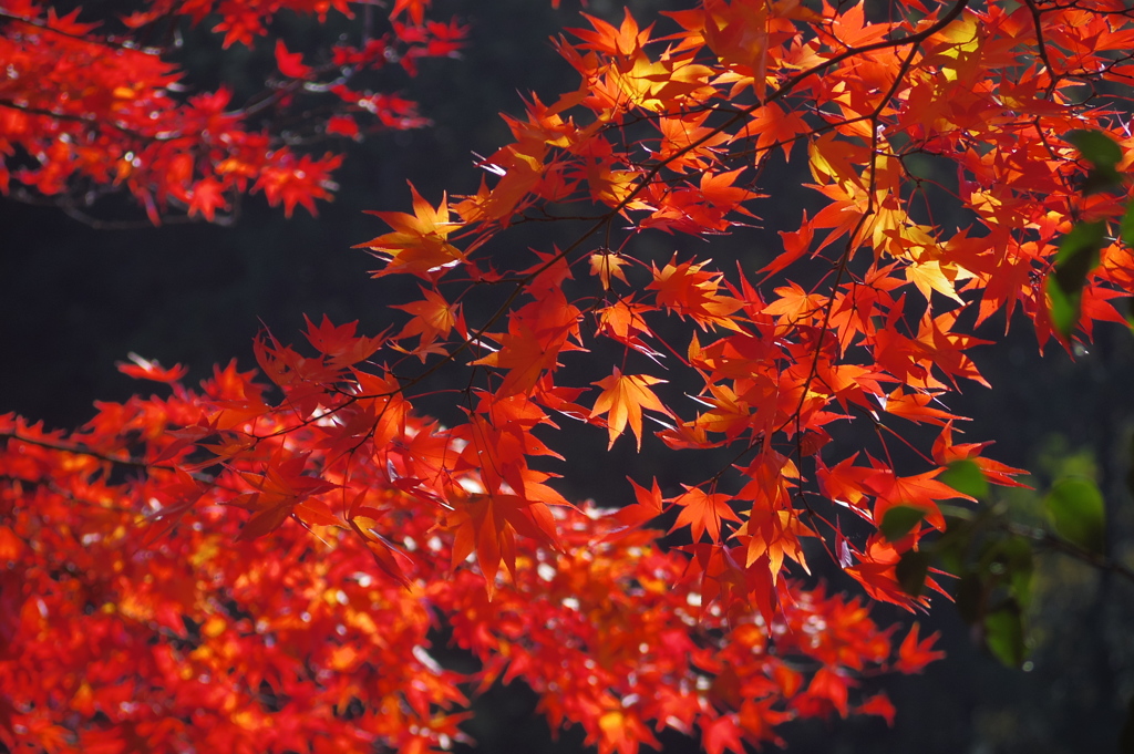 モミジ紅く2