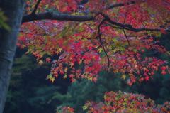 秋を探しに秩父へ2