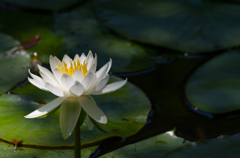 Water lily