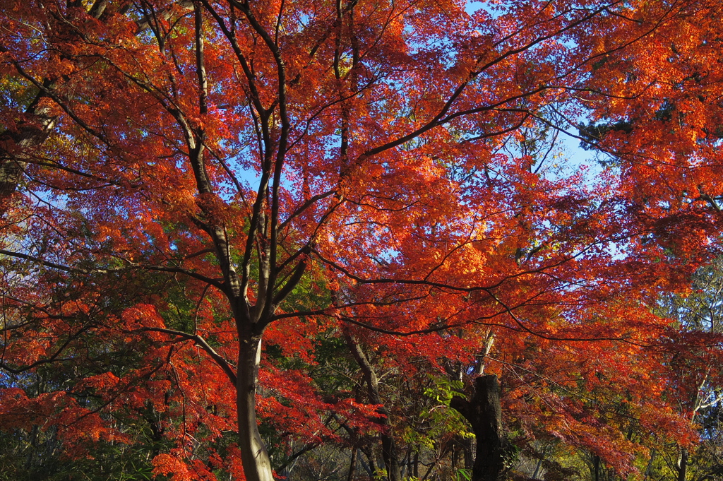 嵐山渓谷の紅葉1 By ぬまち Id 写真共有サイト Photohito