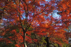 嵐山渓谷の紅葉1