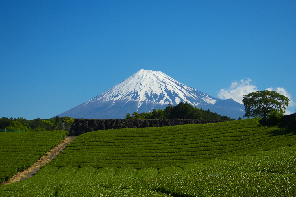 今宮の茶畑と富士山2