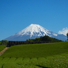 今宮の茶畑と富士山2
