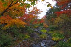 昭和記念公園の秋を散策6