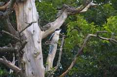鳥さん