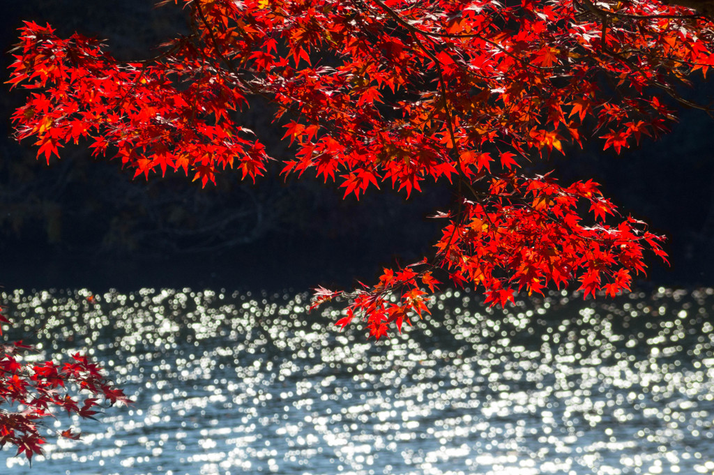 モミジ紅く3