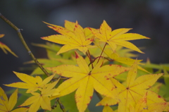 昭和記念公園の秋を散策12