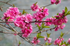 花桃