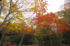 昭和記念公園の秋を散策3