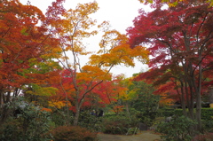 昭和記念公園の秋を散策8