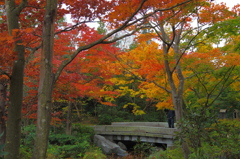 昭和記念公園の秋を散策7