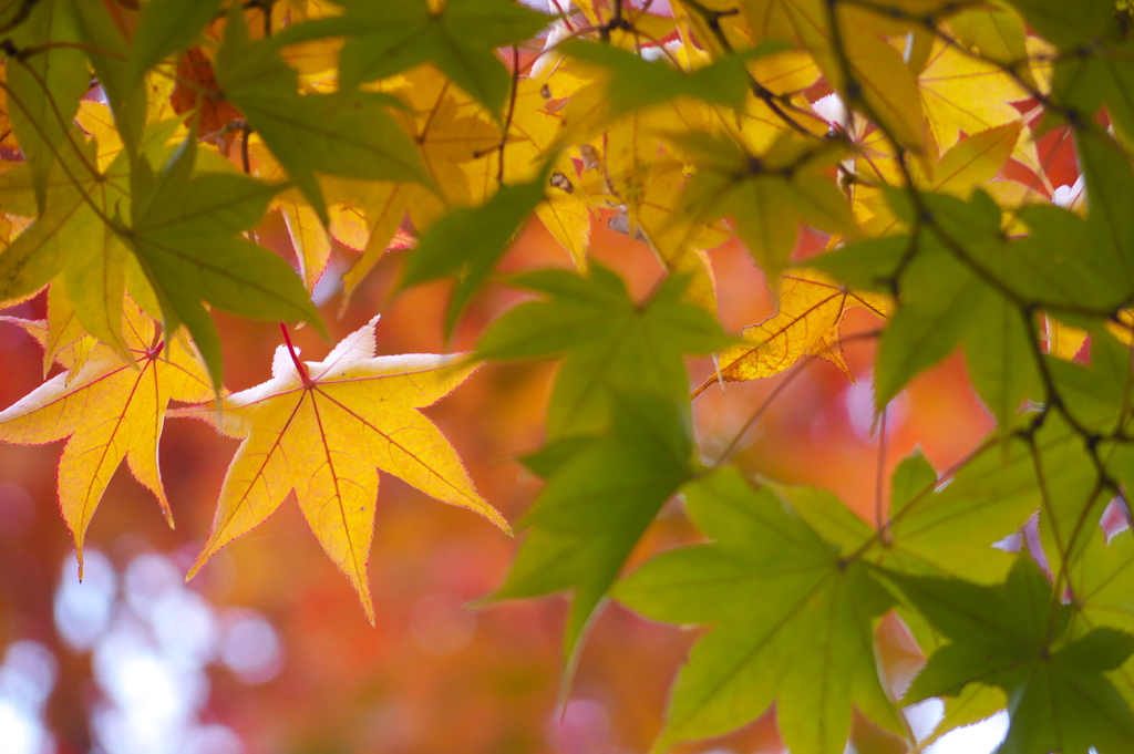 昭和記念公園の秋を散策11